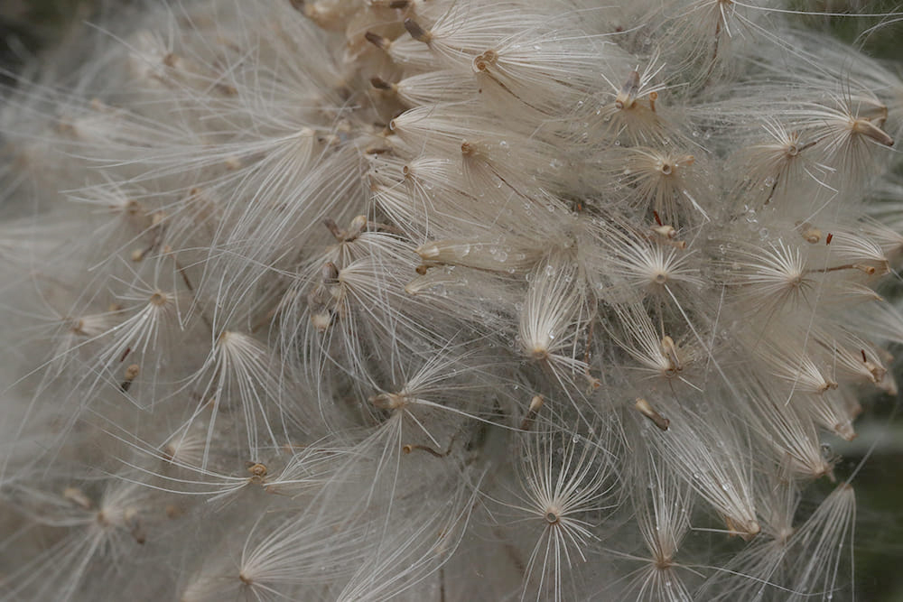Field thistle gone to seed. 