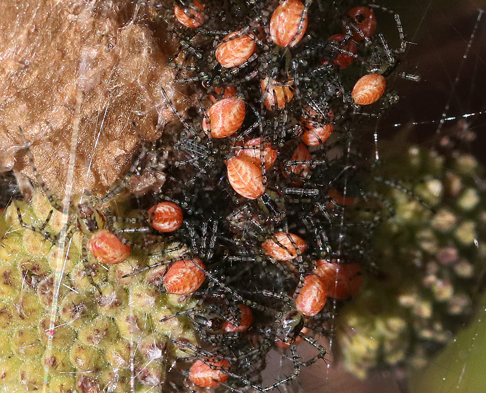 Close-up of green lynx spiderlings. They are bright red when they first hatch and through several molts.