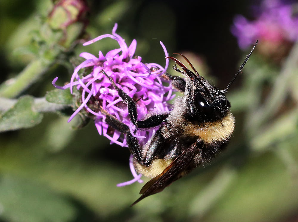 American bumble bee on Appalachian blazing star