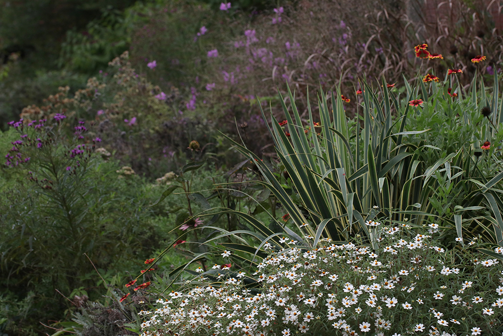 Native yucca, rattlesnake master, obedient plant, ironweed, blanketflower, switchgrass, and annual zinnia in foreground.