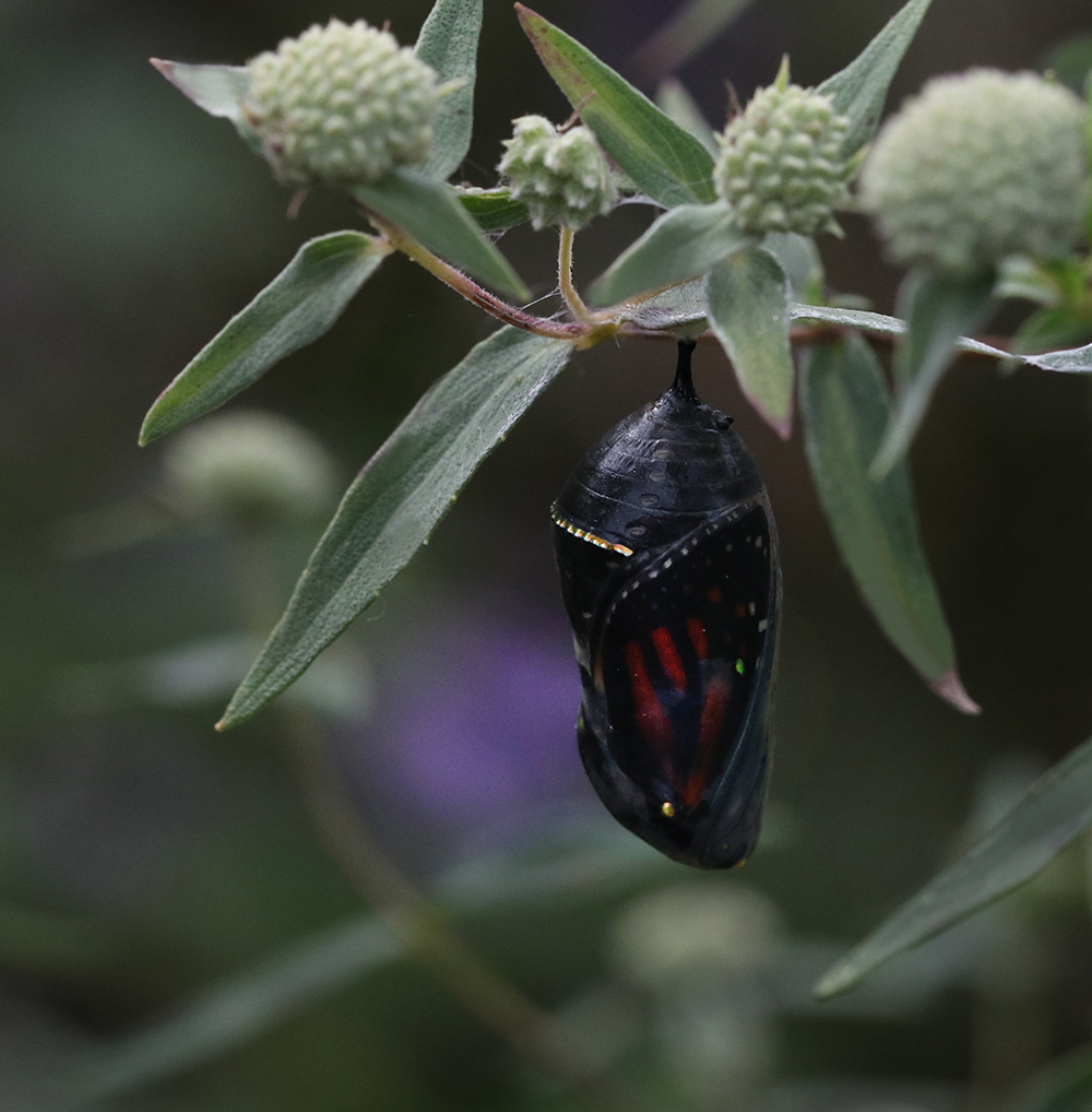 Monarch butterfly preparing to eclose (emerge) from its chrysalis on mountain mint. 