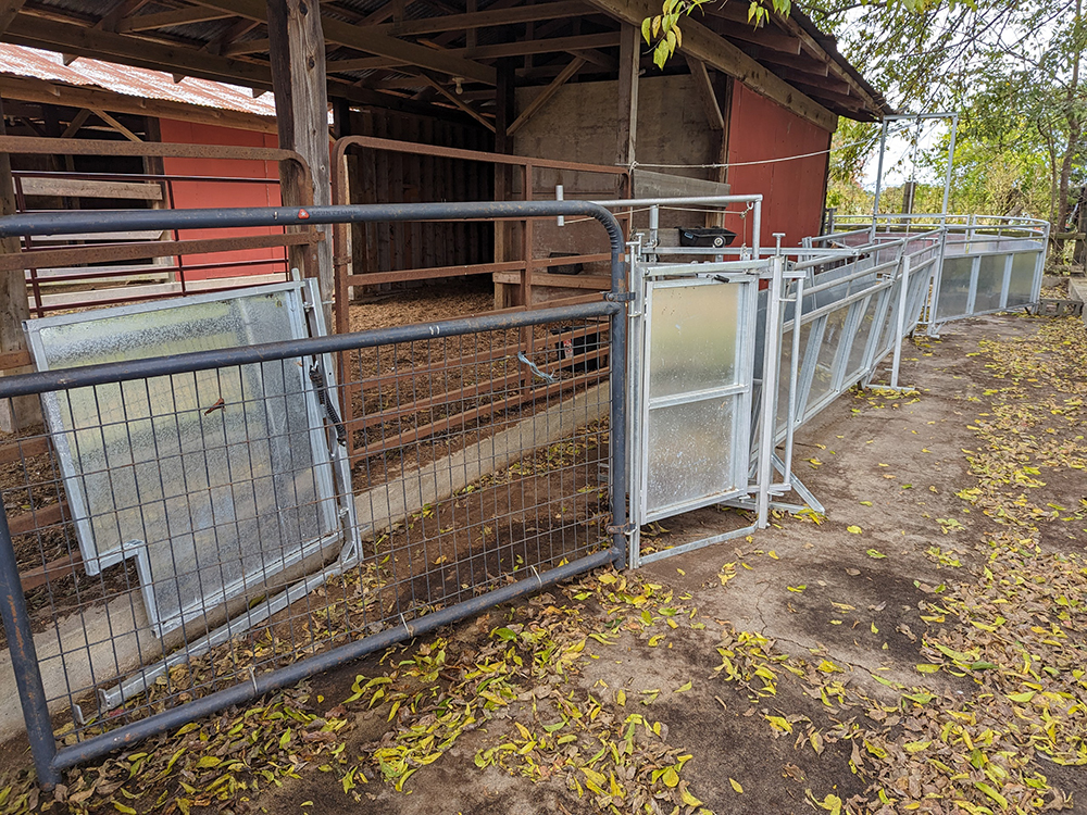More sheep handling equipment paid for with AgVentures grant funds