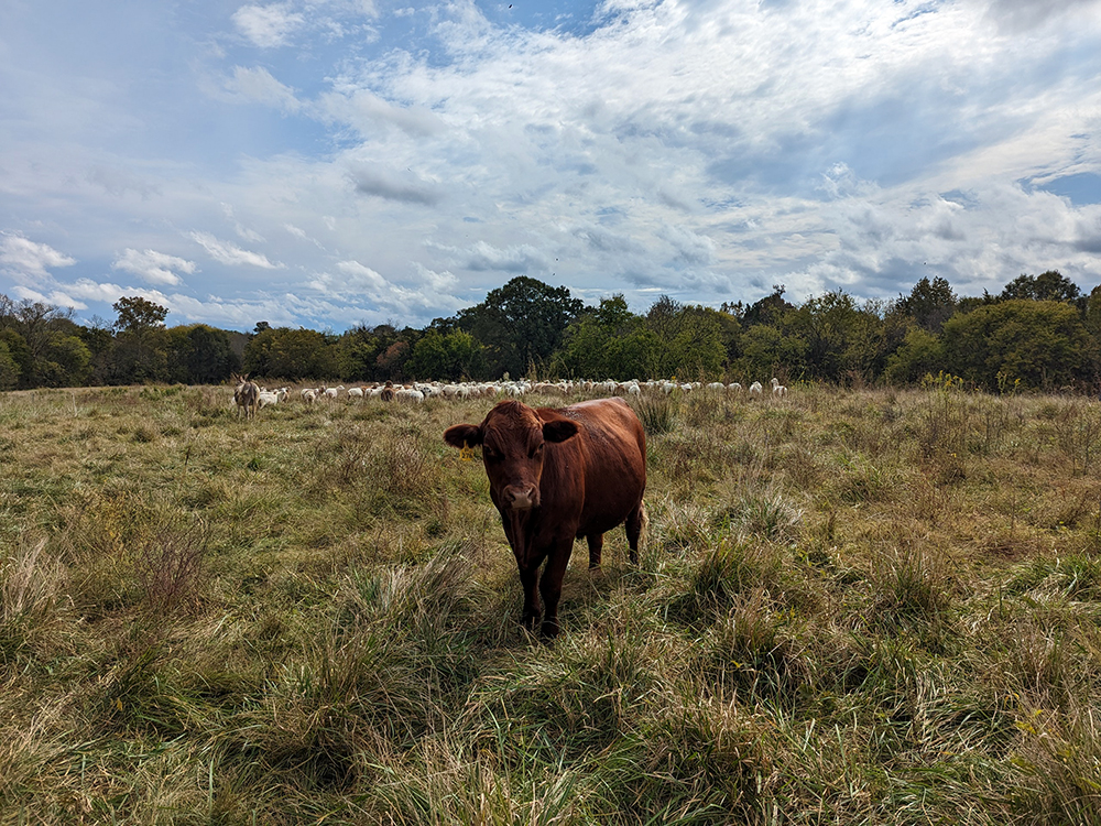 A few South Poll cattle graze with the Katahdin sheep flock