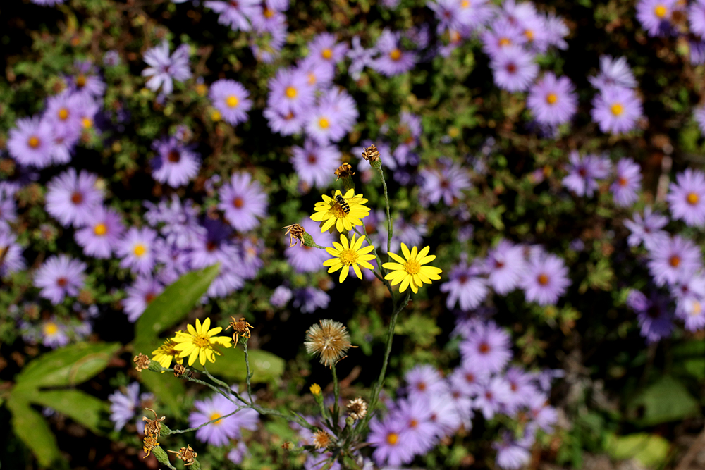 Aromatic aster with narrowleaf silkgrass