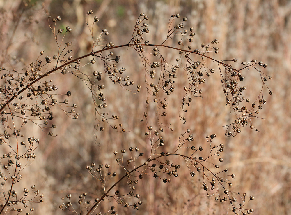 Arching stems of seedheads of late figwort