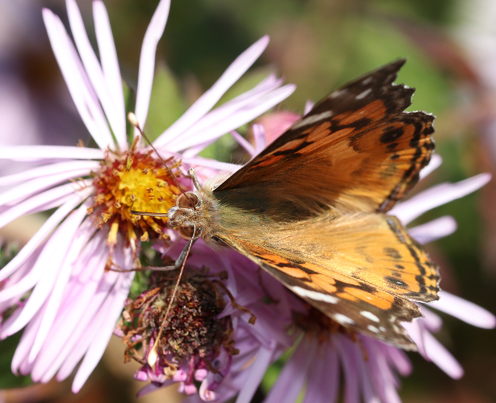 American lady nectaring on climbing aster bloom