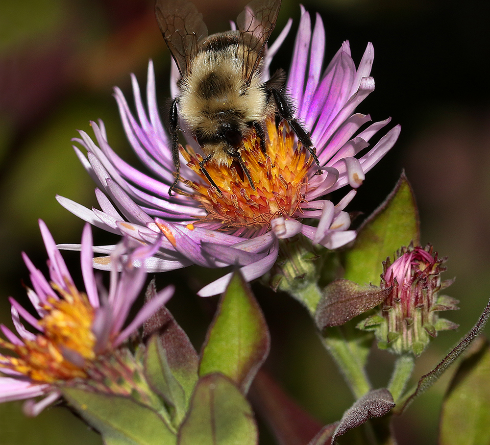 Bumble bee on climbing aster.