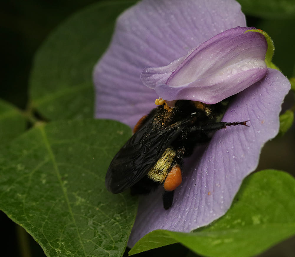 Bumble bee on spurred butterfly pea vine.