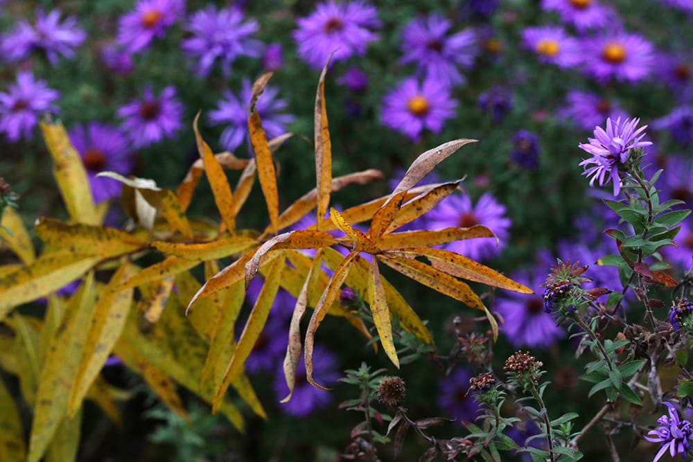 Aromatic aster with bluestar