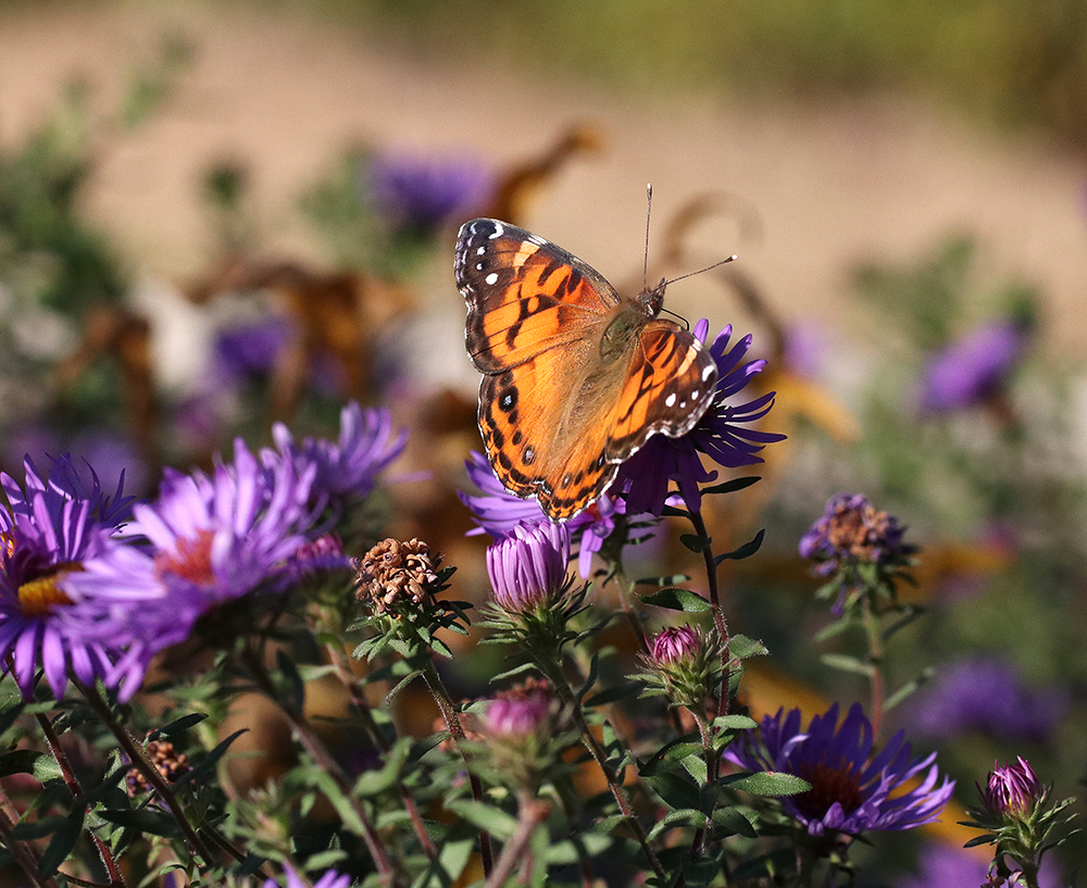 American lady butterfly on aromatic aster