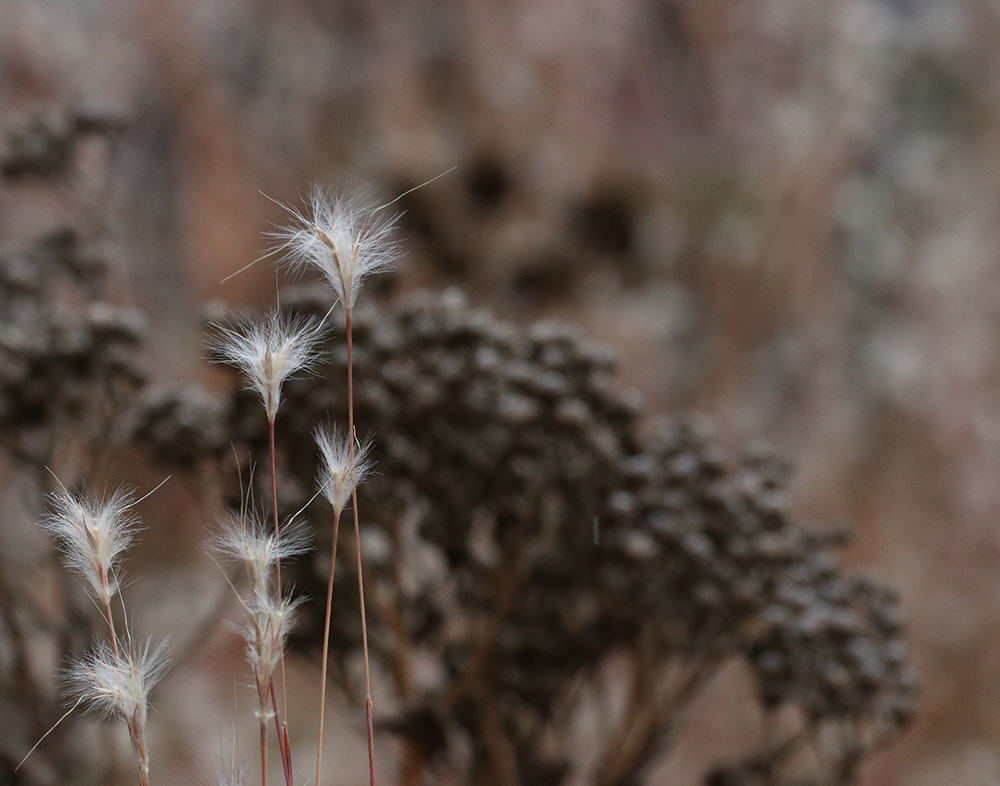 Fuzzy seedheads of splitbeard bluestem grass in front of wild quinine seedheads.