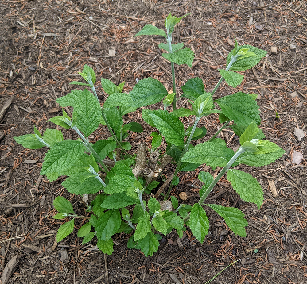 regrowth on beautyberry shrub in mid-May