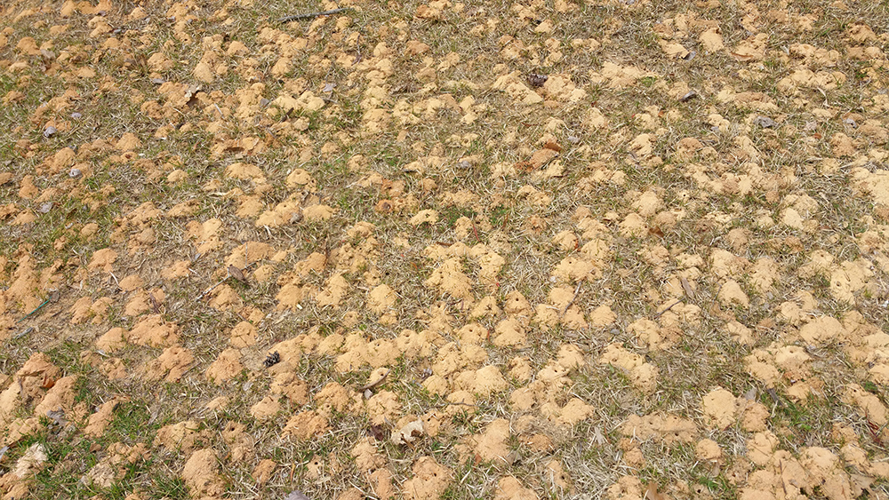 Large aggregation of mining bee nests.