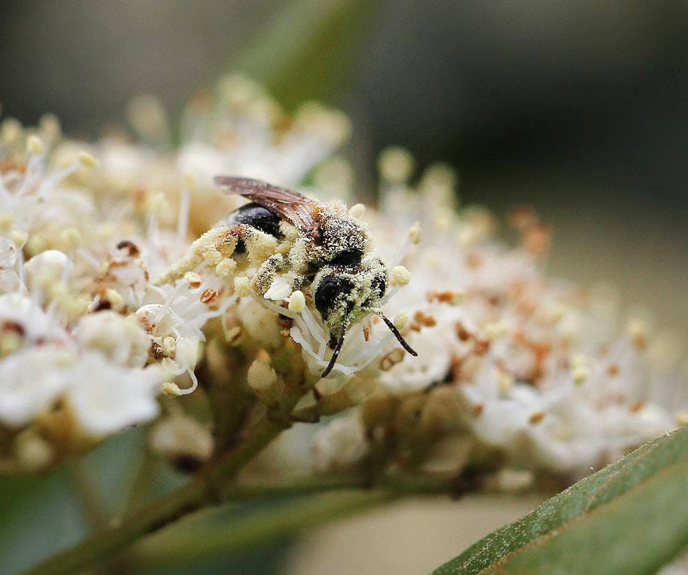 Mining bee covered in pollen while foraging on Viburnum.