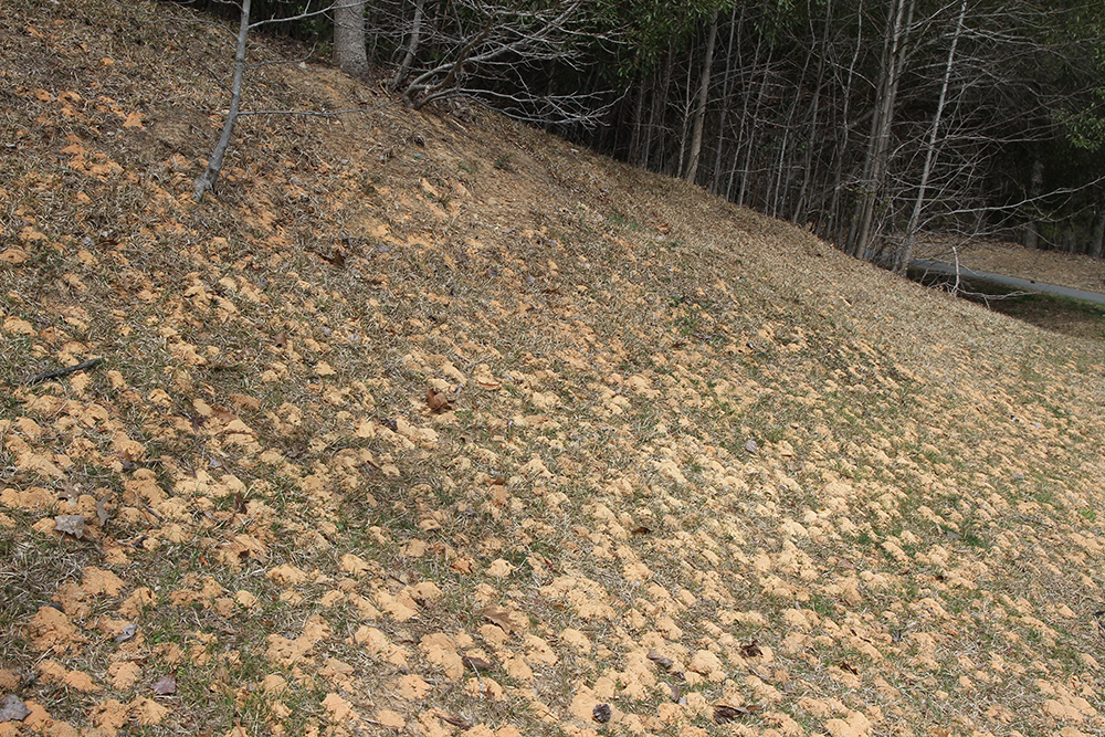 Mining bees nesting on a slope