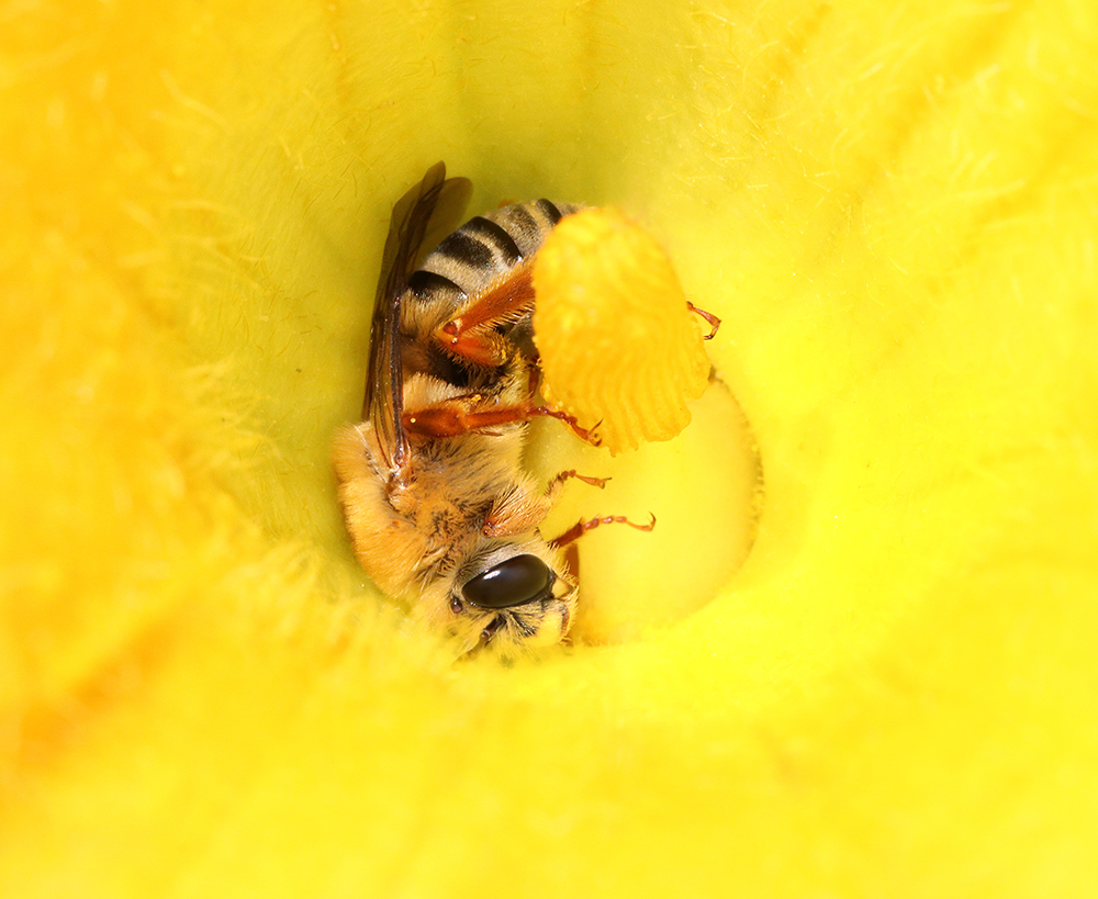 Female squash bee in a squash bloom.