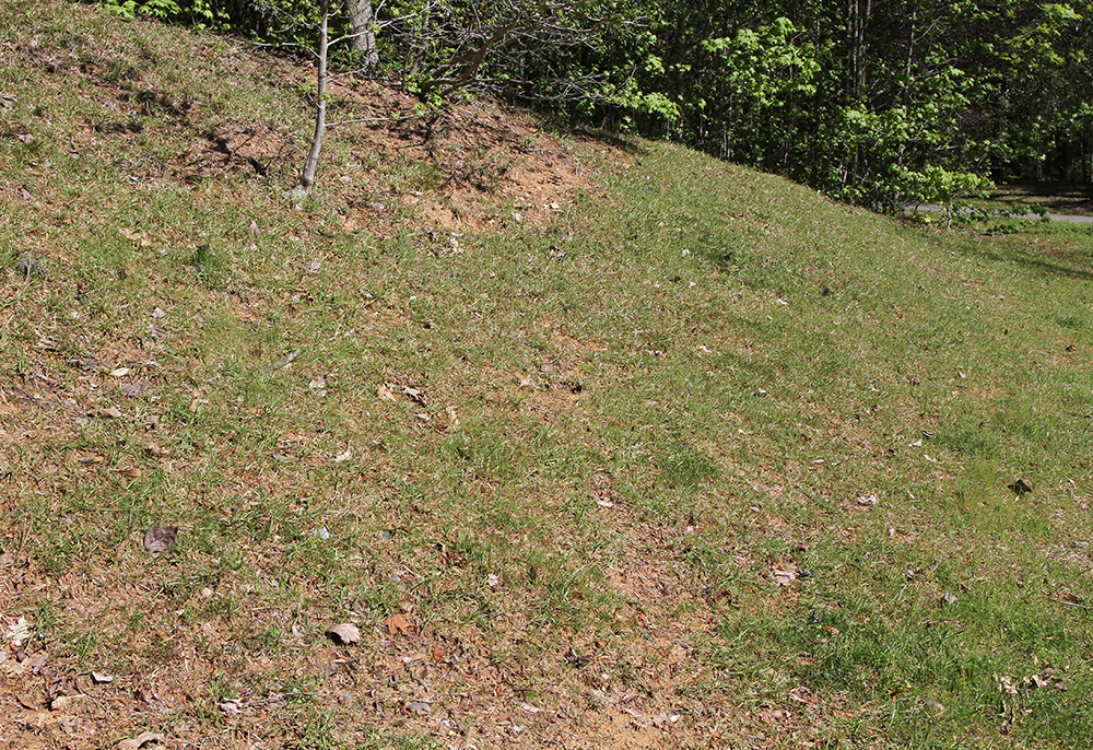 Slope in mid April showing no evidence of nesting activity above ground.