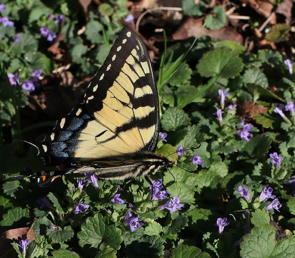 Tiger swallowtail butterfly nectaring on creeoing charlie.