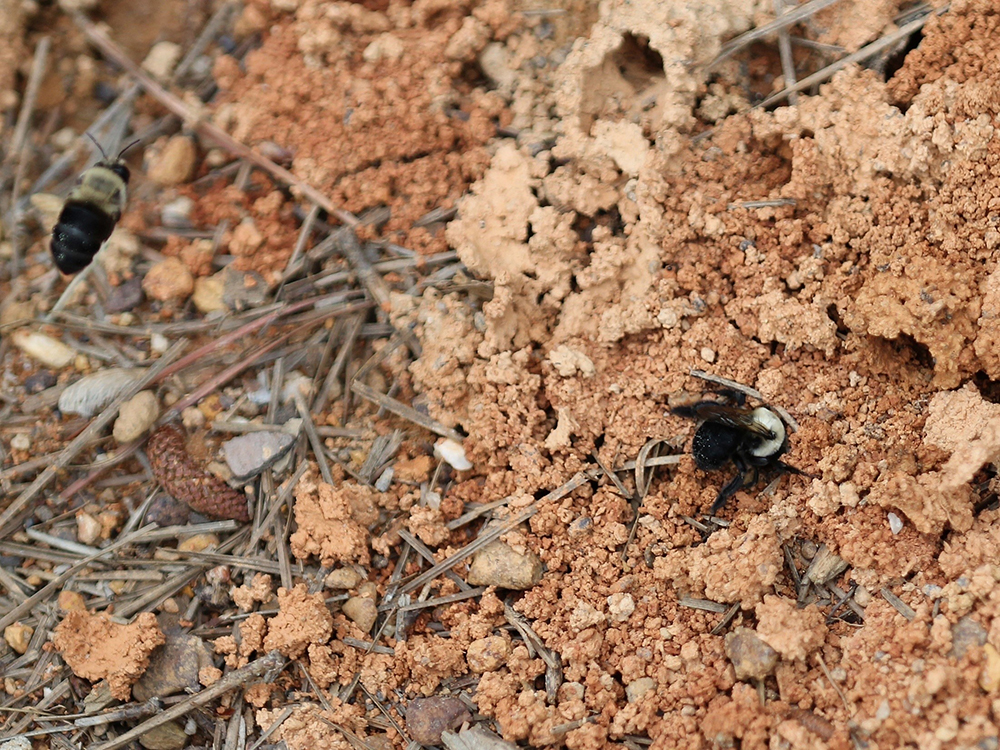 Male chimney bee hovers over a nest entrance hoping to mate with female returning to the nest with pollen.