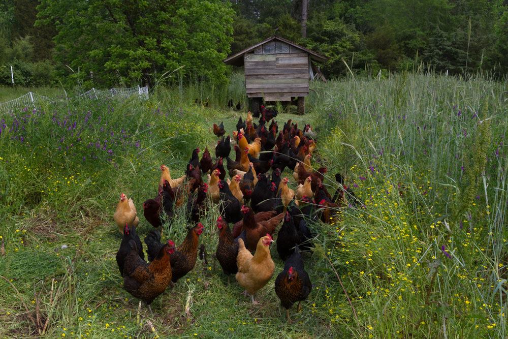 Pastured hens at Perry-winkle Farm. 