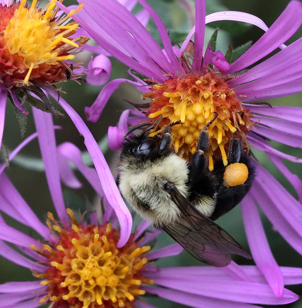 Bumble bee foraging on aster.
