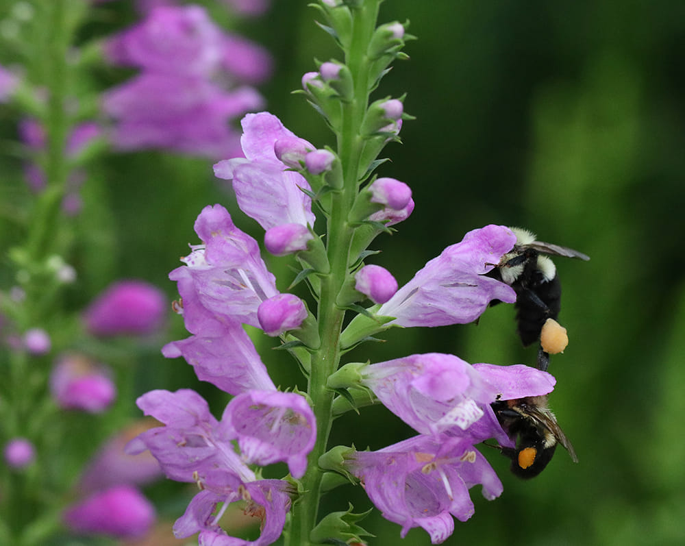 Double decker bumble bees foraging on obedient plant. 