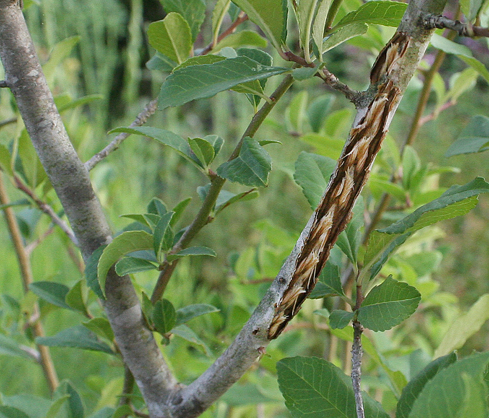 Damage caused by female periodical cicada laying eggs in a young tree stem. 