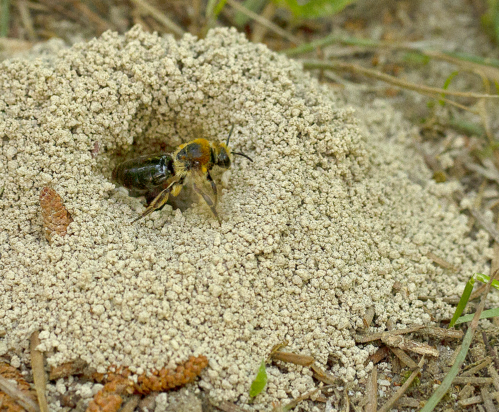 Cellophane bee at nest entrance.