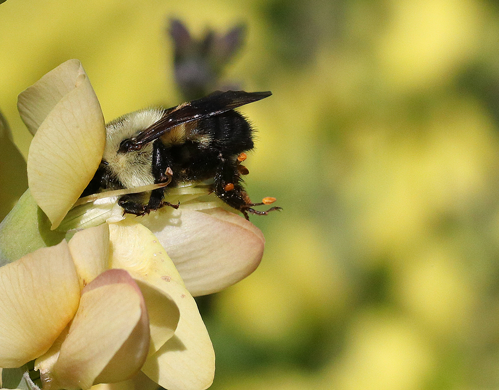 Bumble bee on wild indigo
