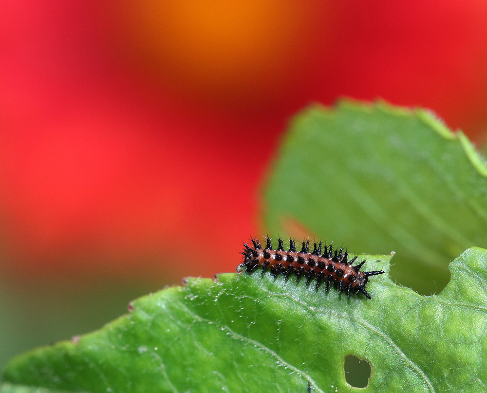 Tiny early instar variegated fritillary caterpillar on purple passionflower vine.