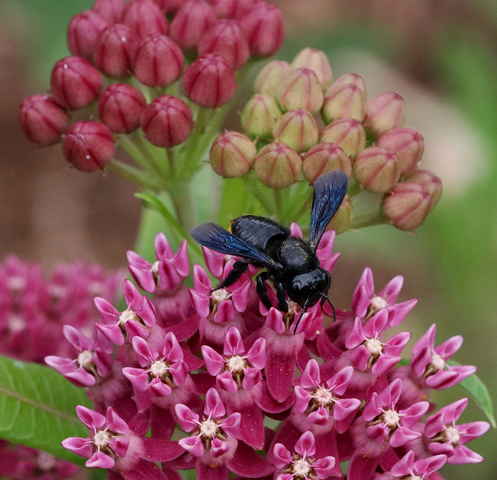 Carpenter-mimic leafcutter bee on purple milkweed.