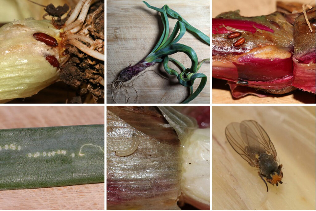 A collage of images showing various stages of the Allium Leafminer's life.