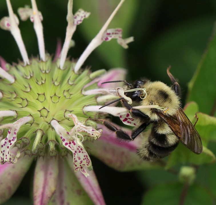 Bumble bee foraging on basil bee balm (Monarda clinopodia).