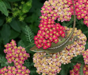 Cover photo for Early Spring 2024 Snapshots From Extension’s Pollinator Paradise Garden