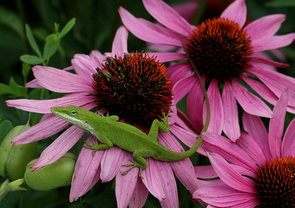 Carolina anole on purple coneflower.