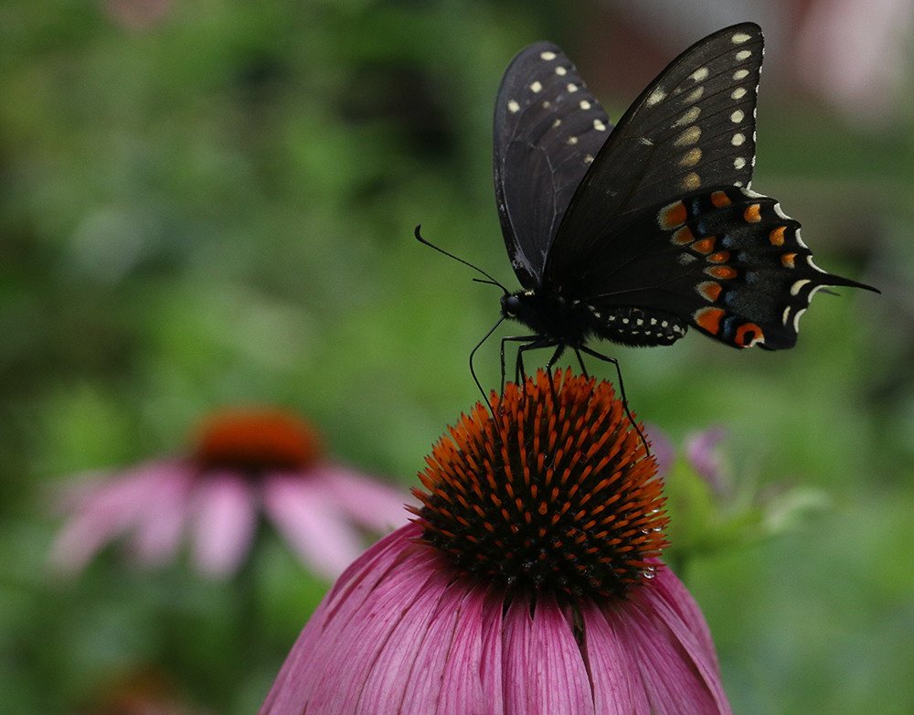 Black swallowtail butterfly on purple coneflower 