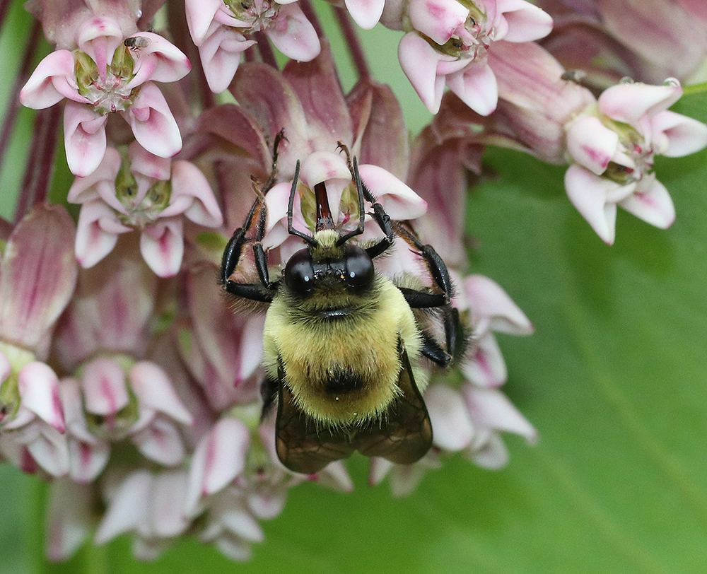 Bumble bee on common milkweed 