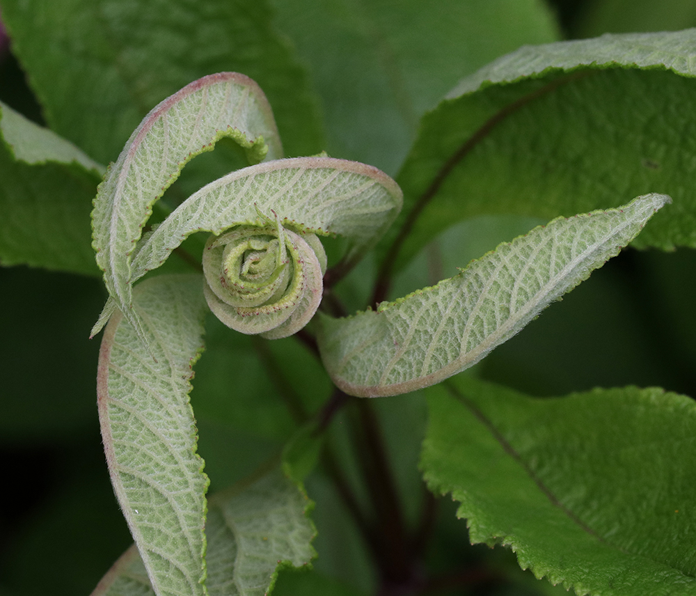 Unfurling leaves of coastal joe-pye weed (