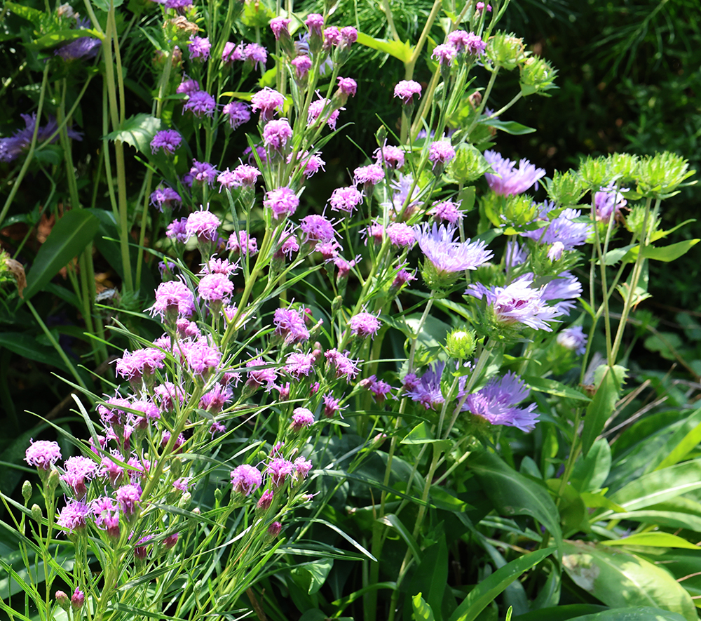 Ontario blazing star 