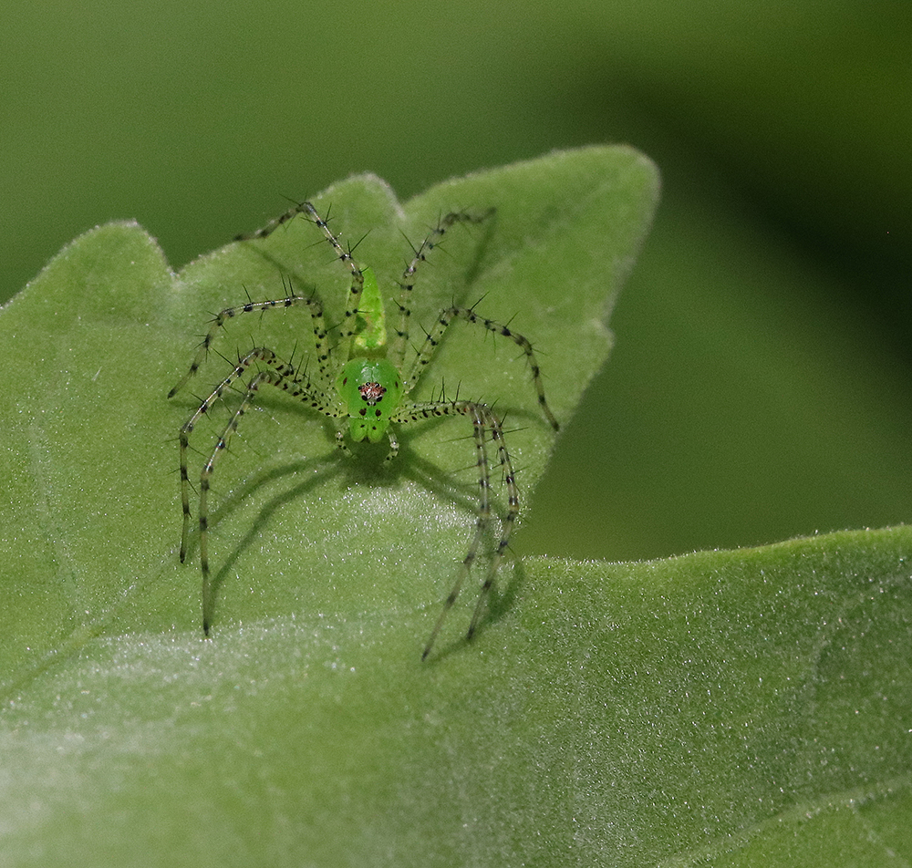 Young green lynx spider on swamp rosemallow. 