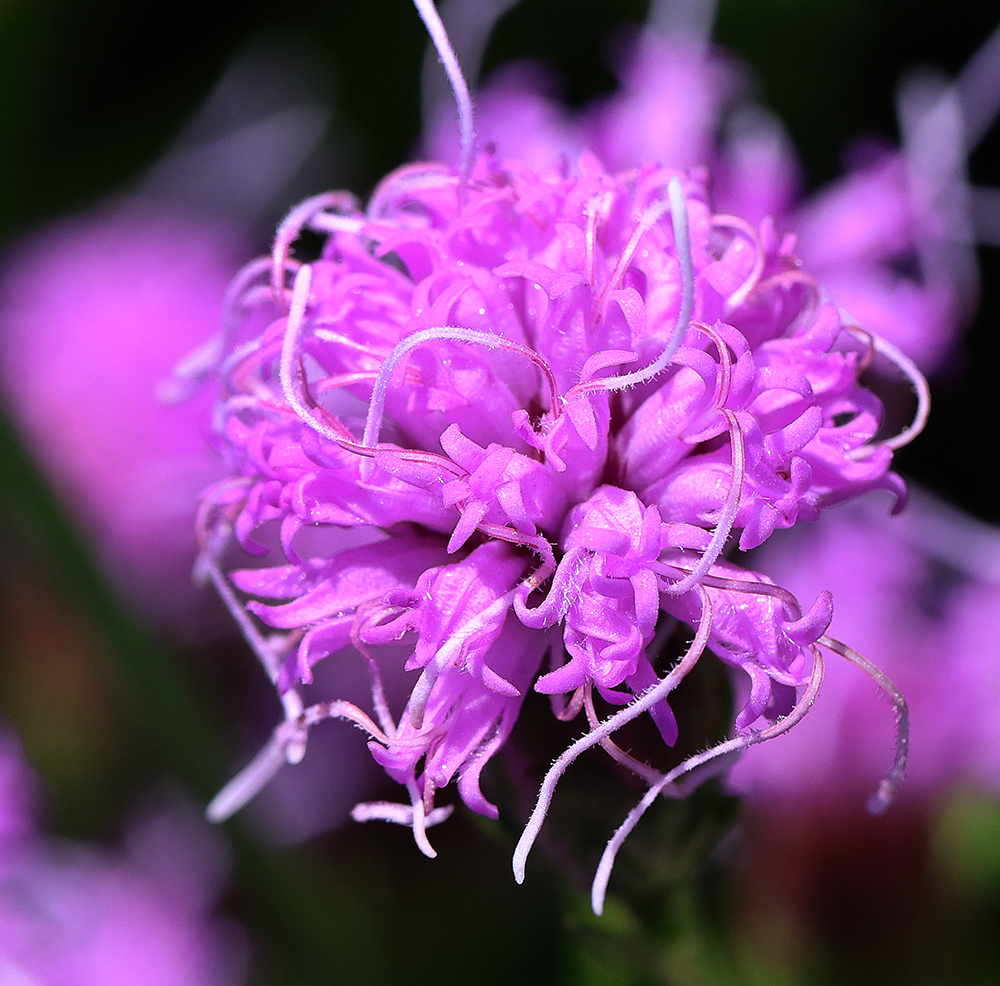 Close-up shot of the bloom of Ontario blazing star