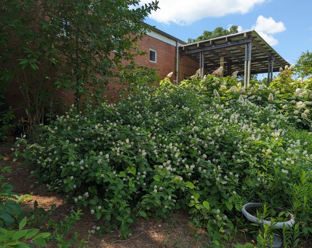 Native New Jersey tea and oakleaf hydrangeas in bloom in late May.