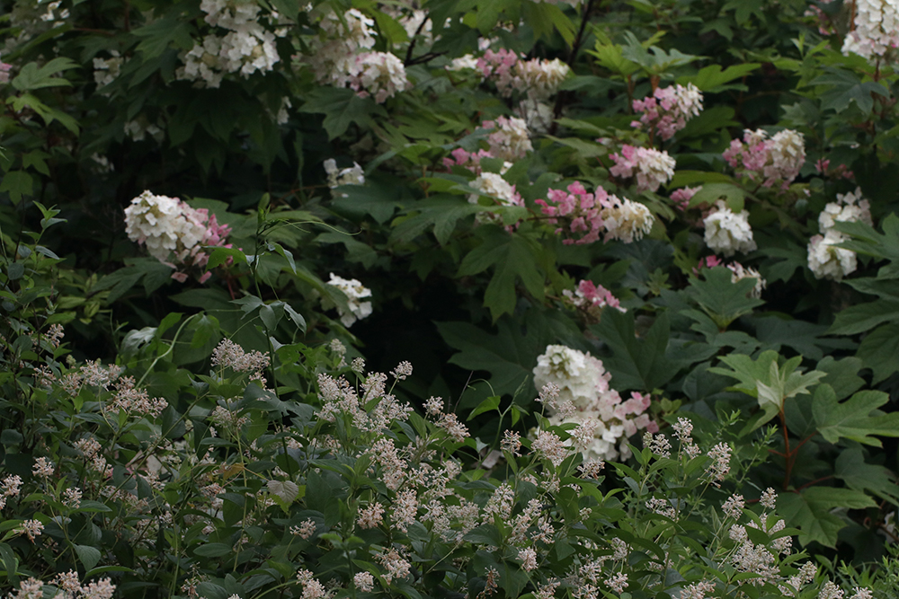 New Jersey tea backed by oakleaf hydrangea in late May.