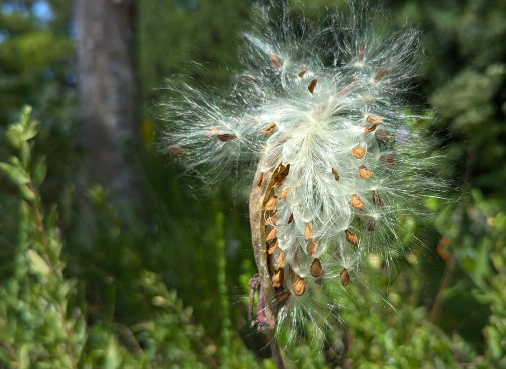 Clasping milkweed dispersing seed.