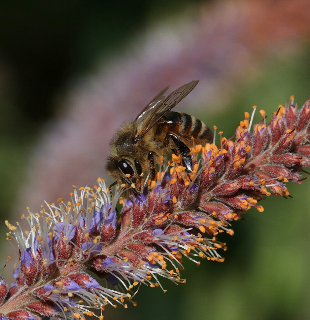 Honey bee on native dwarf indigo bush.