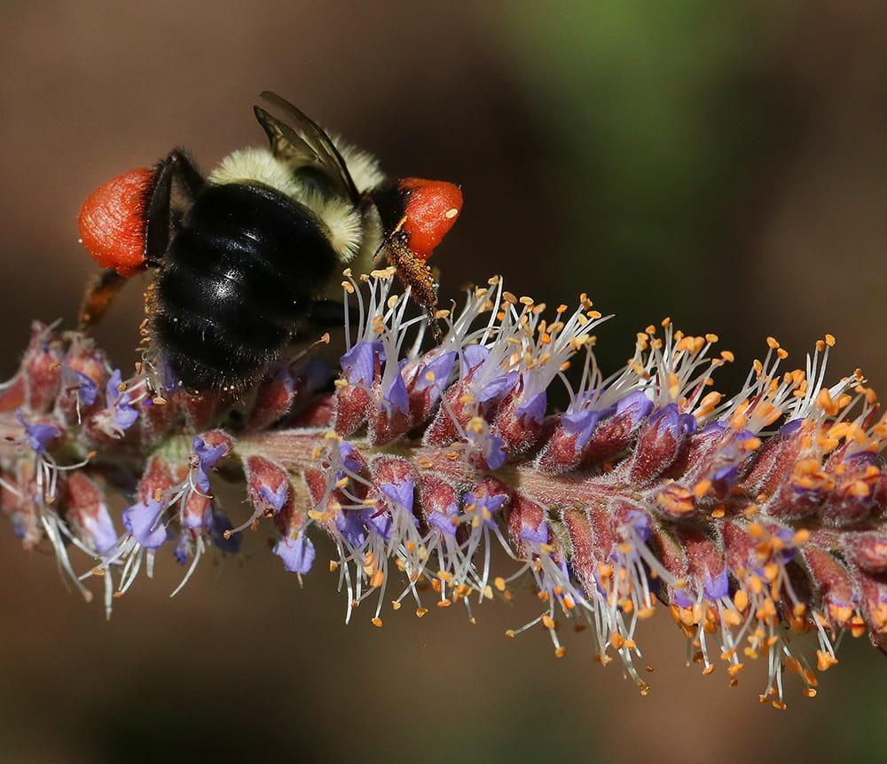 Bumble bee on native dwarf indigo bush.