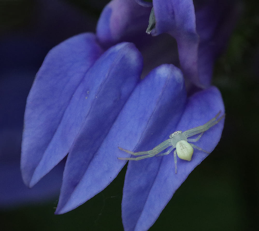 Crab spider on great blue lobelia. 