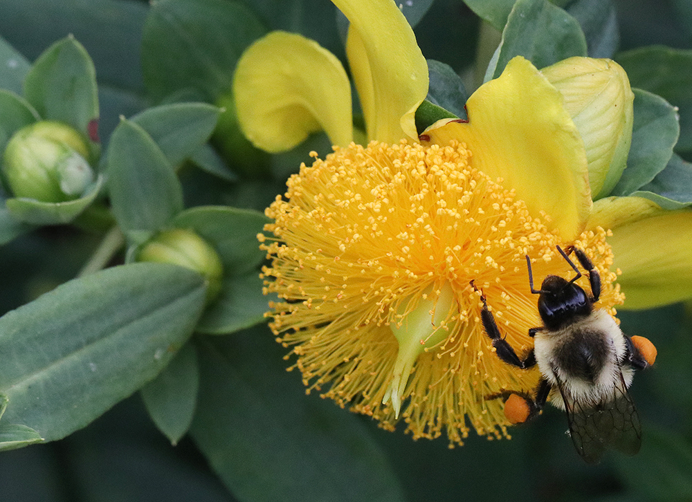 Bumble bee on St. John's wort 