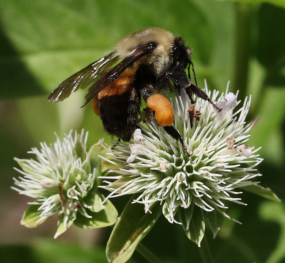 Bumble bee on Appalachian mountain mint