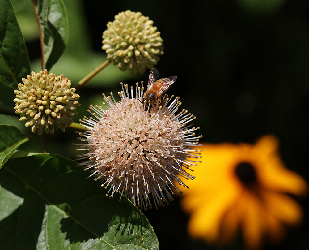 Honey bee on buttonbush